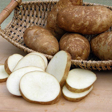 Umatilla Russet