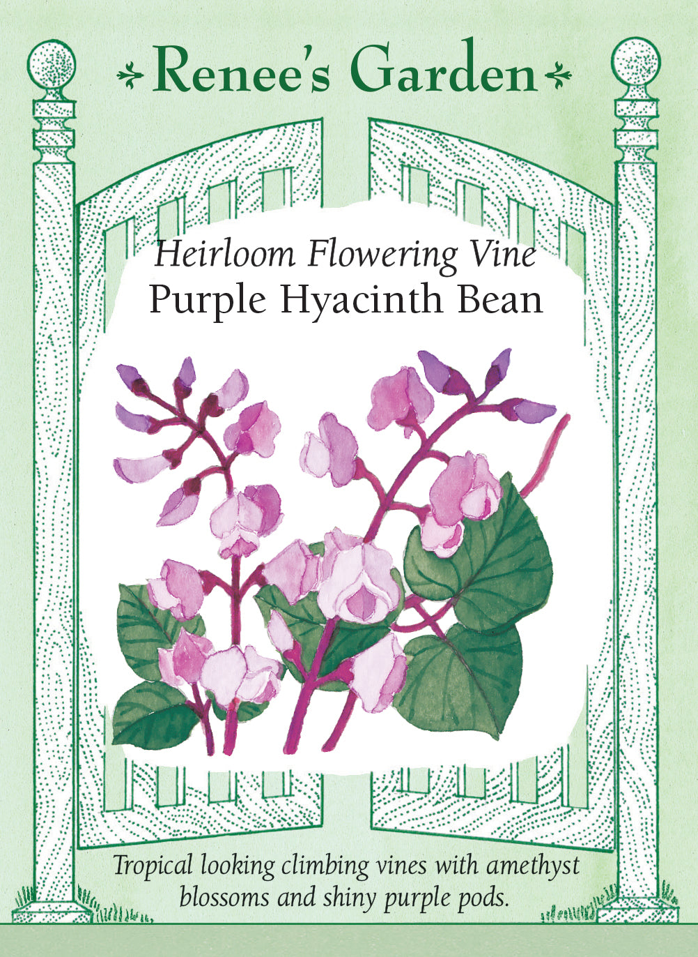 Seeds packet for Heirloom Flowering Vine Purple Hyacinth Bean with decorative border and floral illustration.