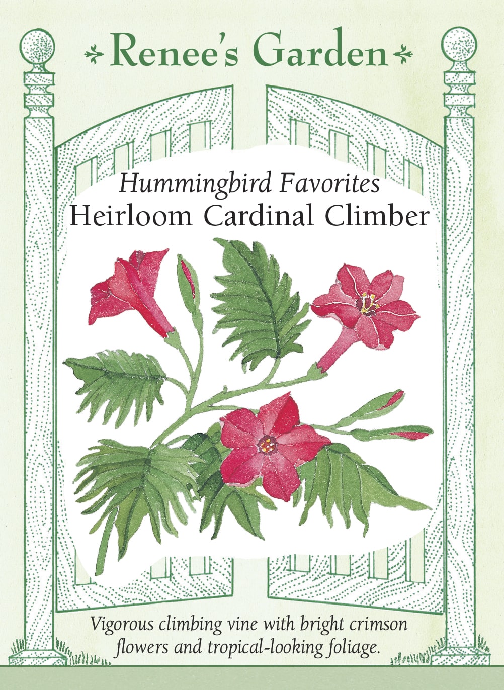 Heirloom Cardinal Climber