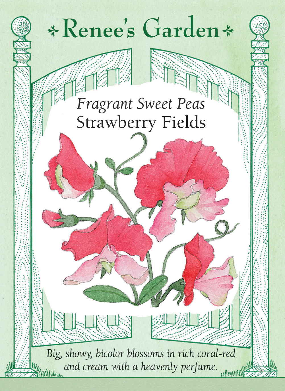 Seed packet with pink and white flowers labeled 'Fragrant Sweet Peas Strawberry Fields' from Renee's Garden.