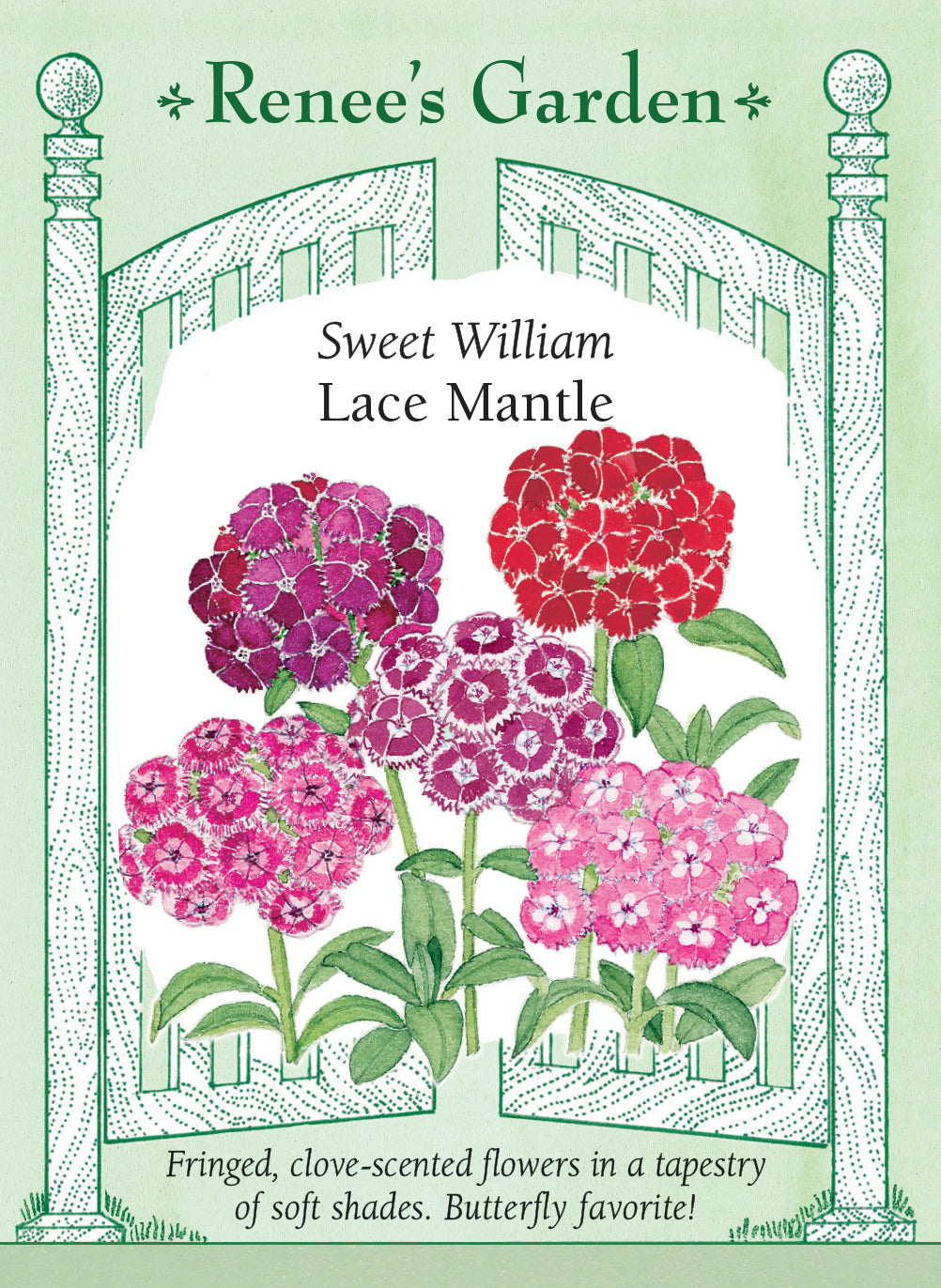 Seed packet design for 'Sweet William Lace Mantle' with floral illustration and text.