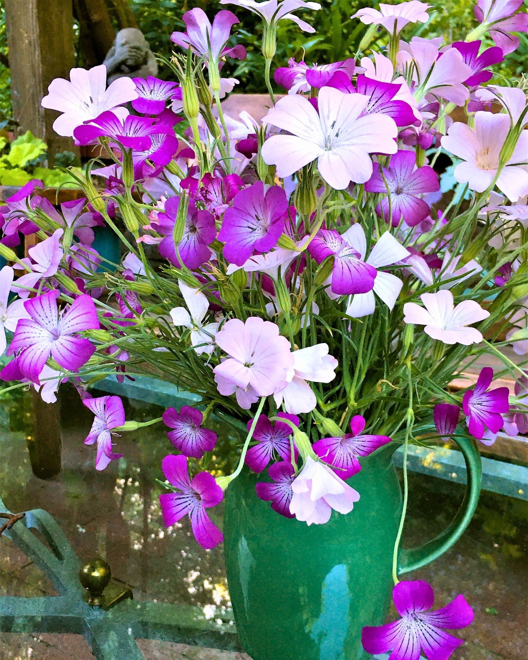 Purple Queen and Pink Contessa