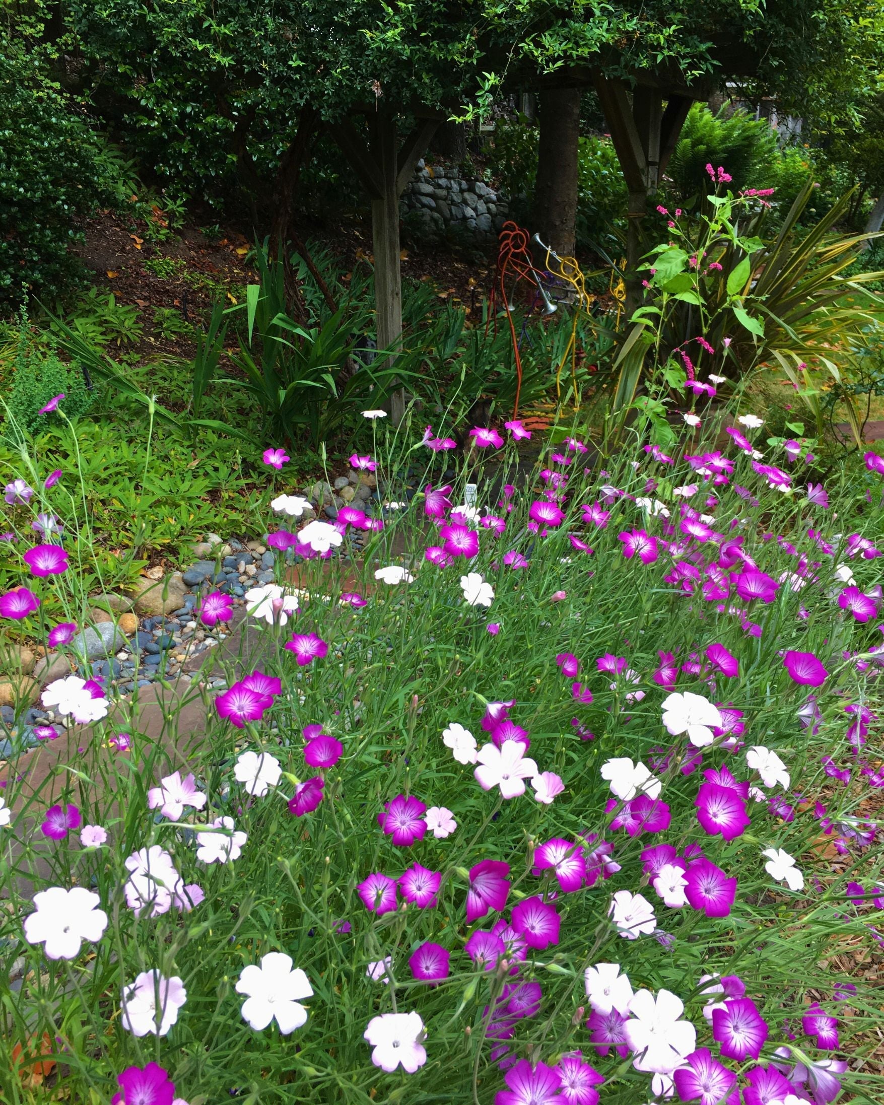 Purple Queen and Pink Contessa
