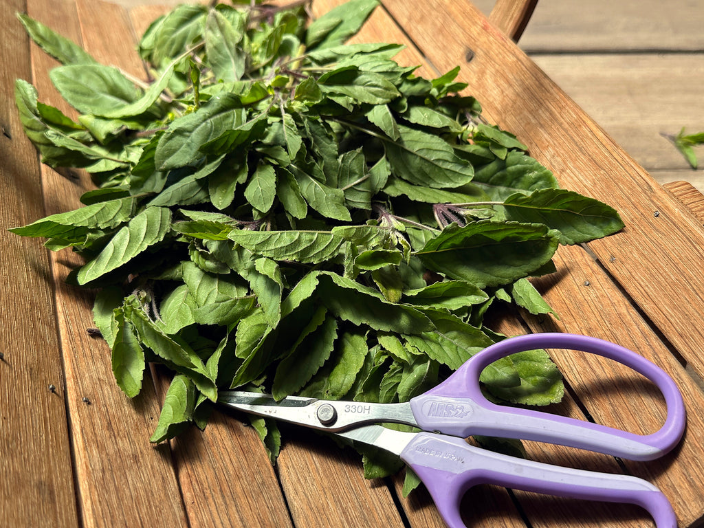 Tulsi Holy Basil
