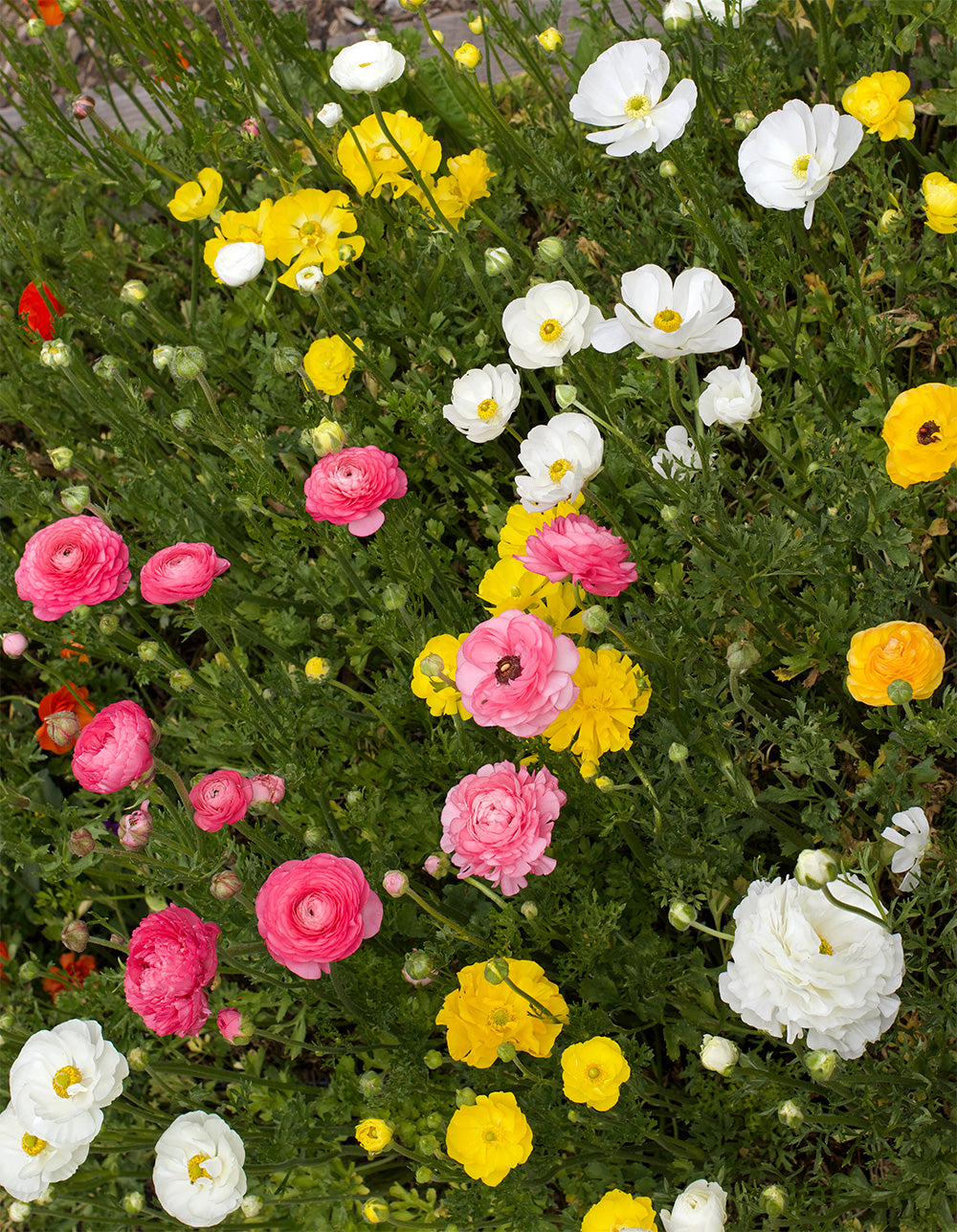 Jumbo Spring Joy