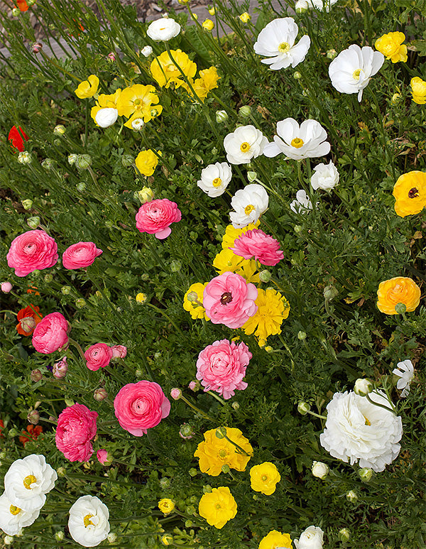 Jumbo Spring Joy