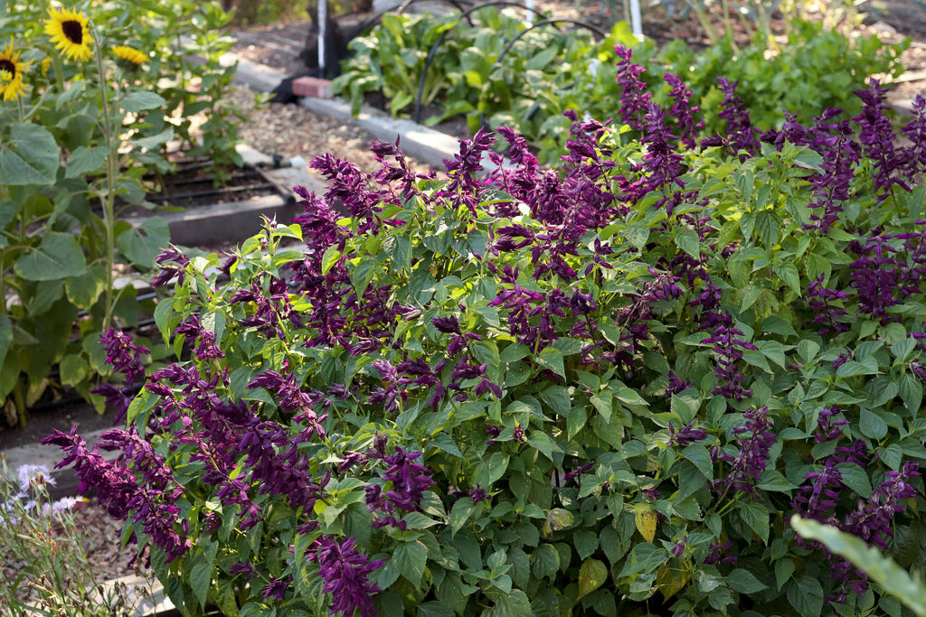 Estella Purple
