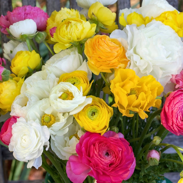 Jumbo Spring Joy