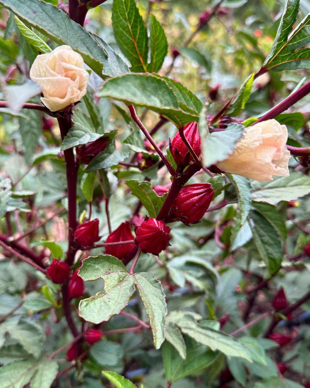 Zinger Hibiscus