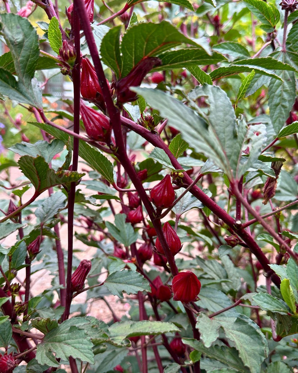 Zinger Hibiscus