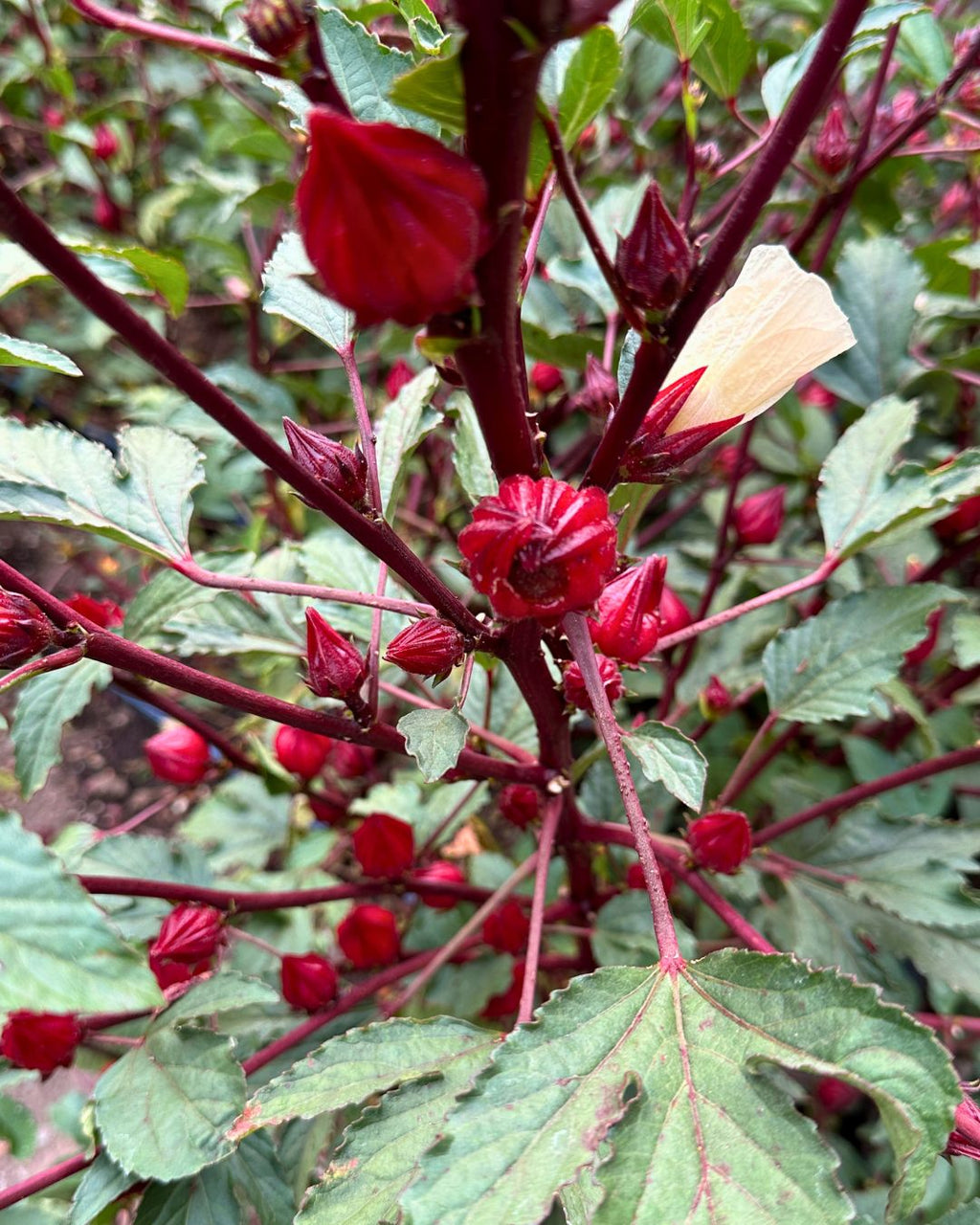 Zinger Hibiscus