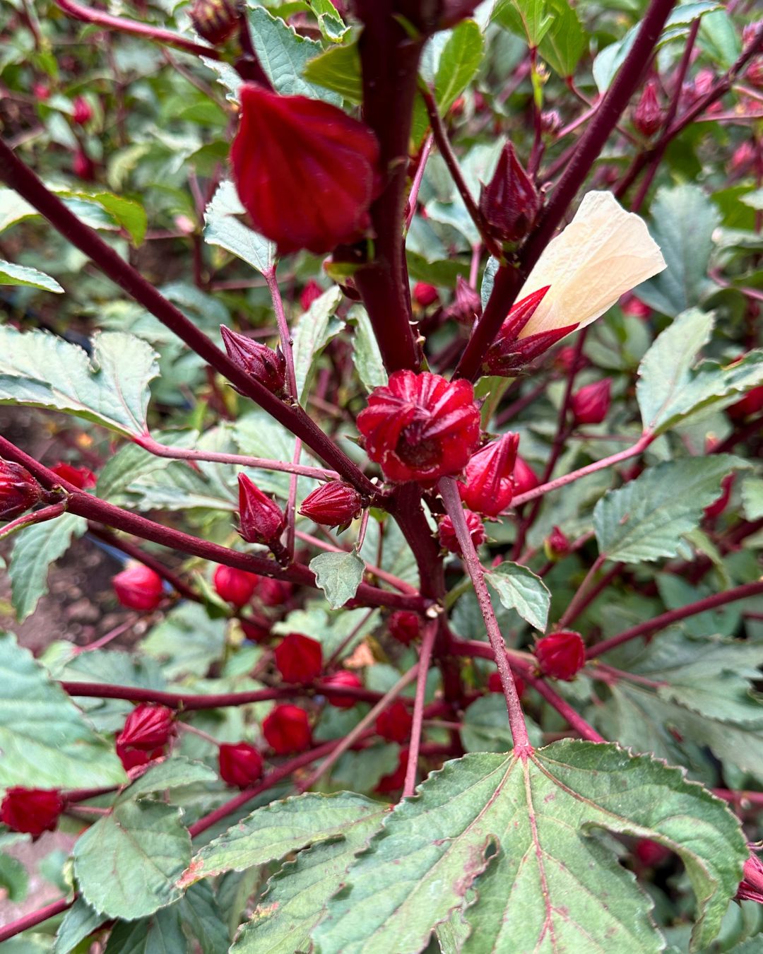 Zinger Hibiscus