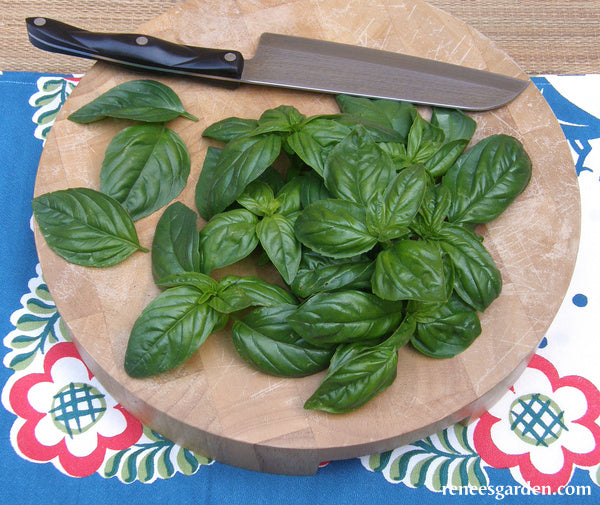 Italian Pesto Basil