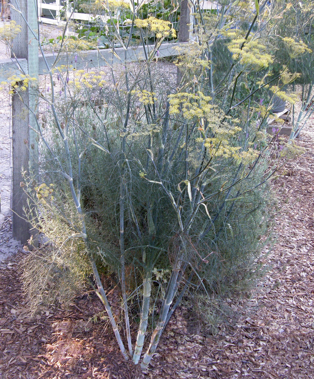 Smokey Bronze Fennel