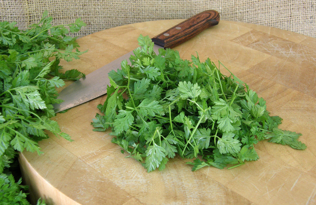 French Chervil