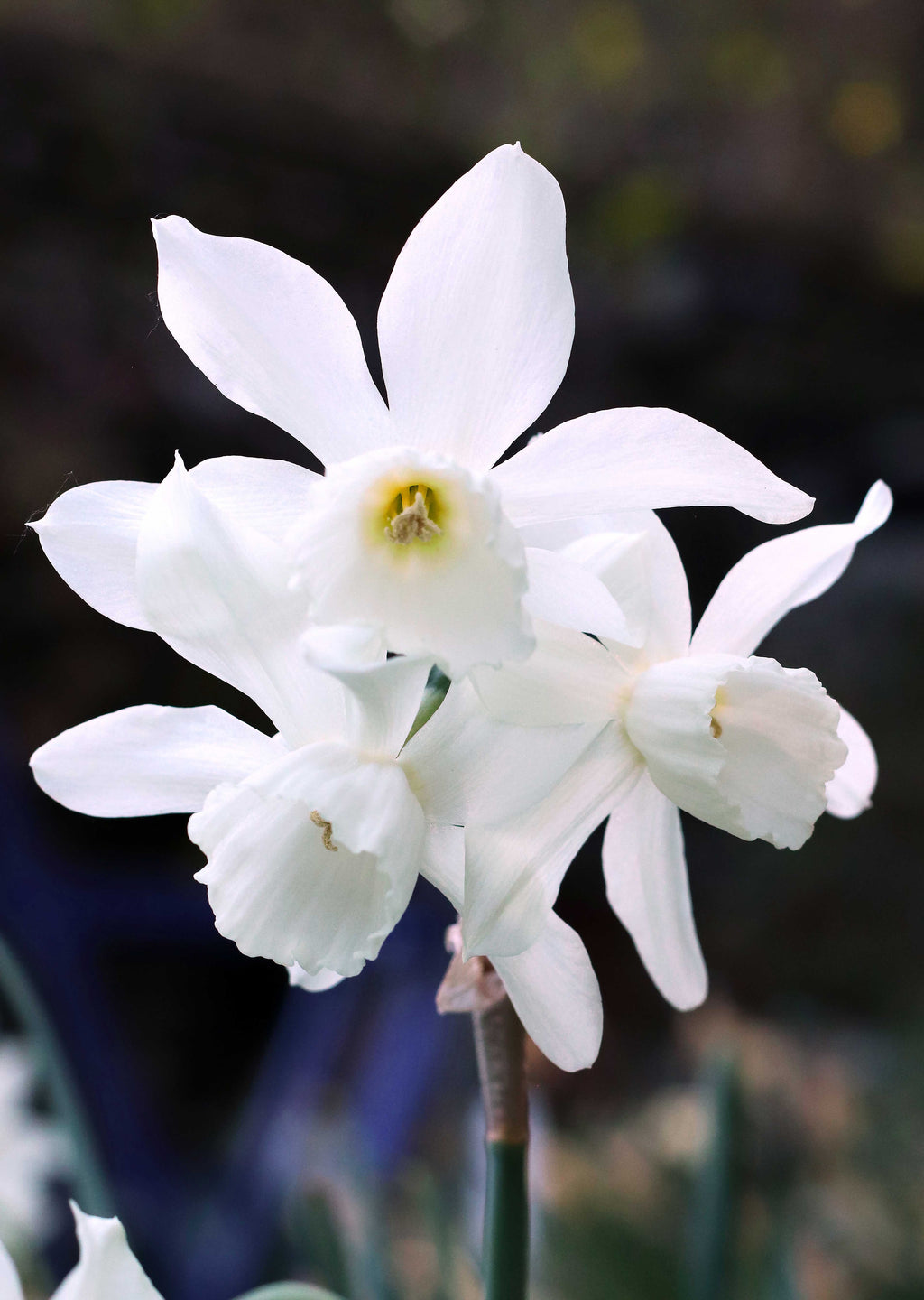 Heirloom Thalia