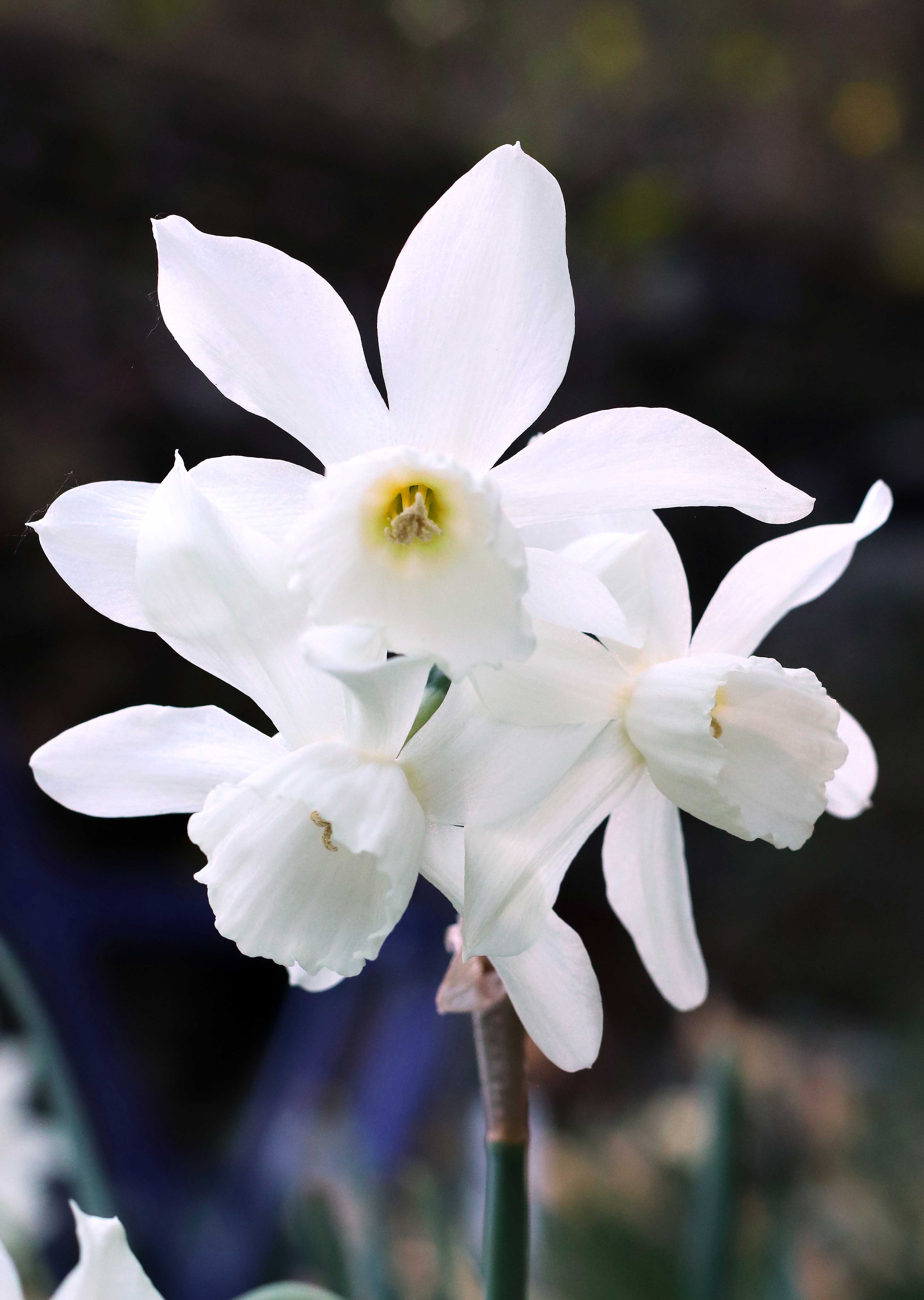Heirloom Thalia