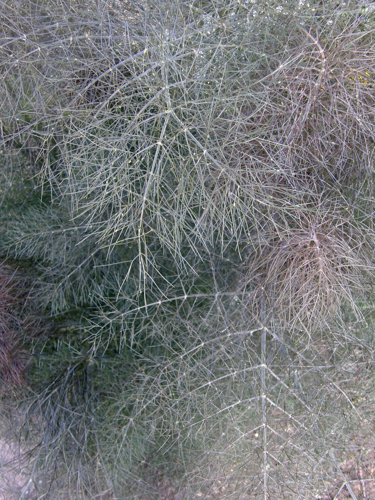 Smokey Bronze Fennel