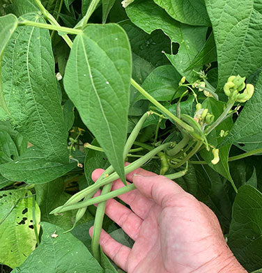 The "Weekend Bean"
