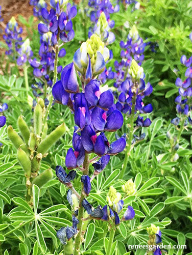 Heirloom Wildflowers Texas Bluebonnets