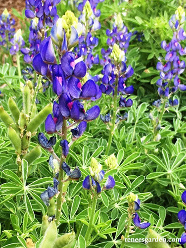 Heirloom Wildflowers Texas Bluebonnets