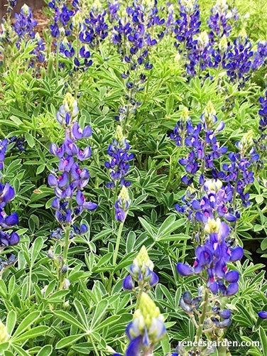 Heirloom Wildflowers Texas Bluebonnets