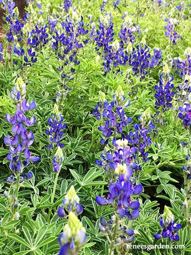 Heirloom Wildflowers Texas Bluebonnets