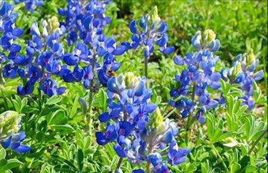 Heirloom Wildflowers Texas Bluebonnets