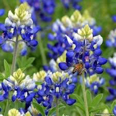 Heirloom Wildflowers Texas Bluebonnets