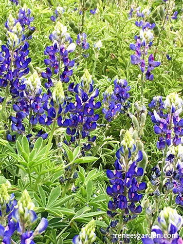 Heirloom Wildflowers Texas Bluebonnets