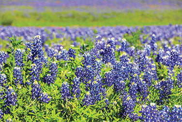 Heirloom Wildflowers Texas Bluebonnets