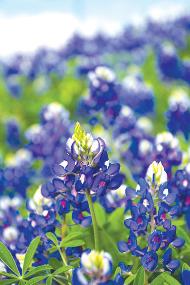 Heirloom Wildflowers Texas Bluebonnets