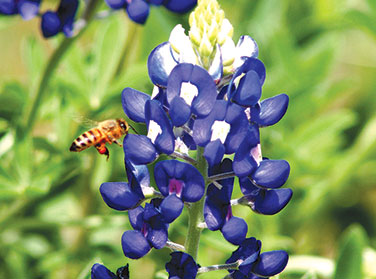 Heirloom Wildflowers Texas Bluebonnets