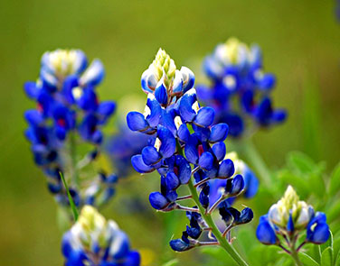 Heirloom Wildflowers Texas Bluebonnets