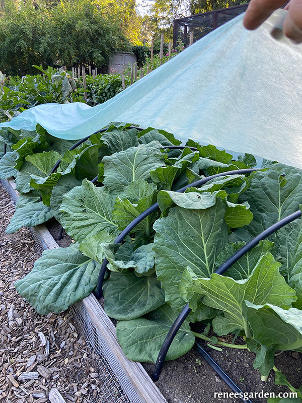 Agryl Floating Row Cover