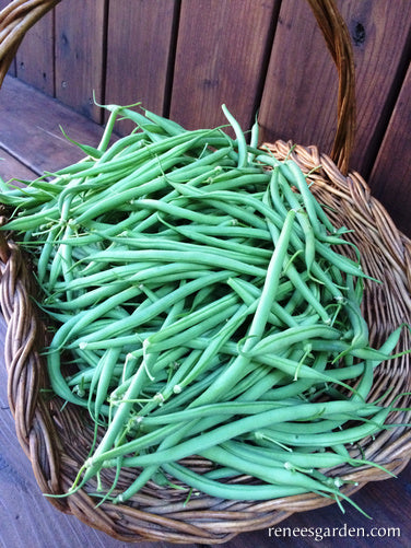 The "Weekend Bean"