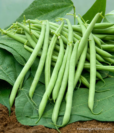 The "Weekend Bean"