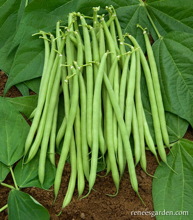 The "Weekend Bean"