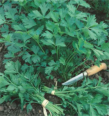 Italian Gigante Parsley