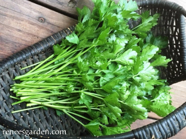 Italian Gigante Parsley
