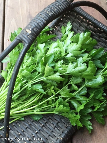 Italian Gigante Parsley