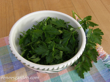 Italian Gigante Parsley