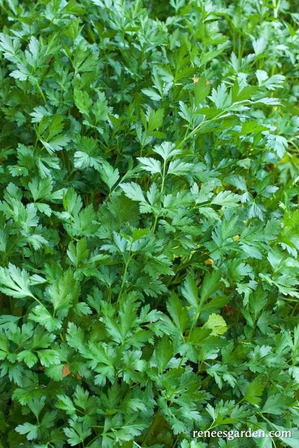 Italian Gigante Parsley