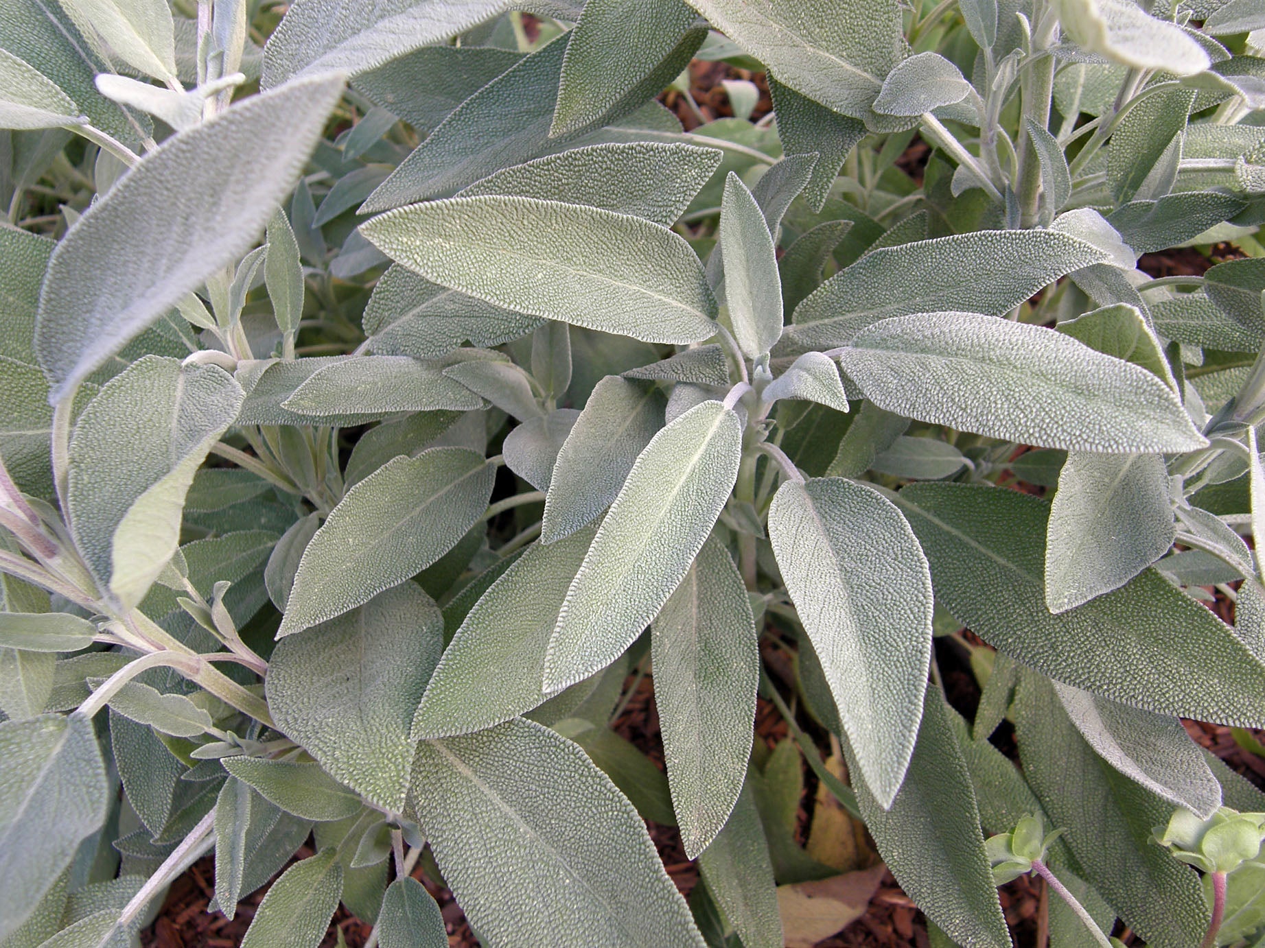 Italian Aromatic Sage