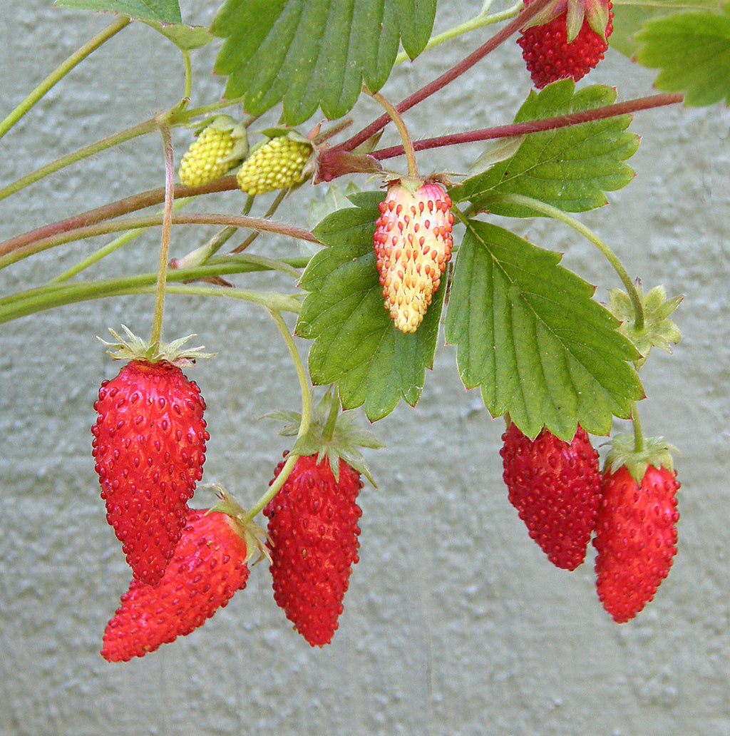 Mignonette